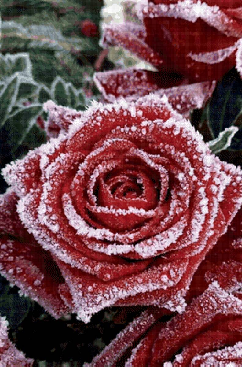 Роза в снегу - розы, природа, цветы - предпросмотр