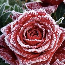Оригинал схемы вышивки «Роза в снегу» (№2597295)