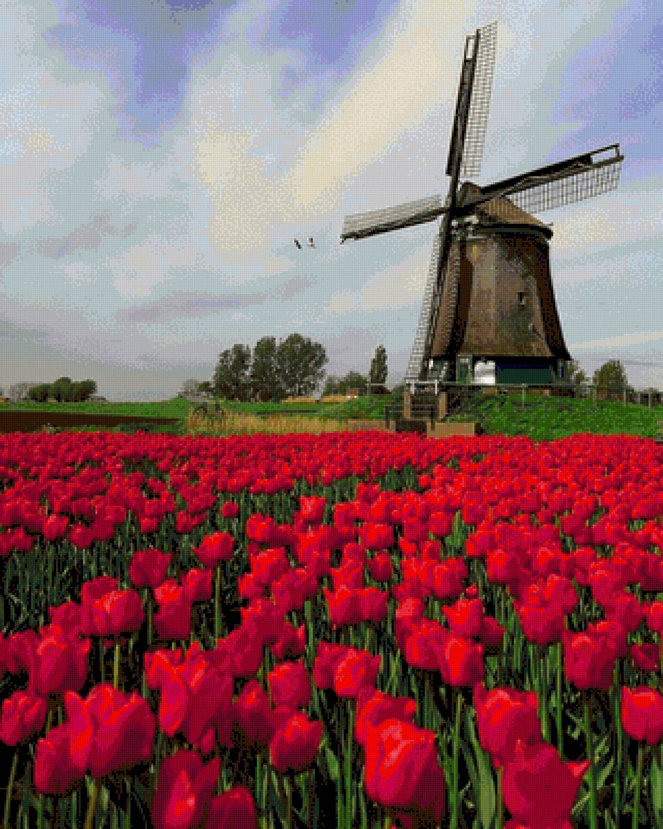 Поле тюльпанов - поле, тюльпаны, поле тюльпанов, цветы - предпросмотр