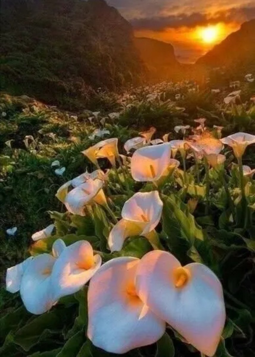 Каллы - оригинал