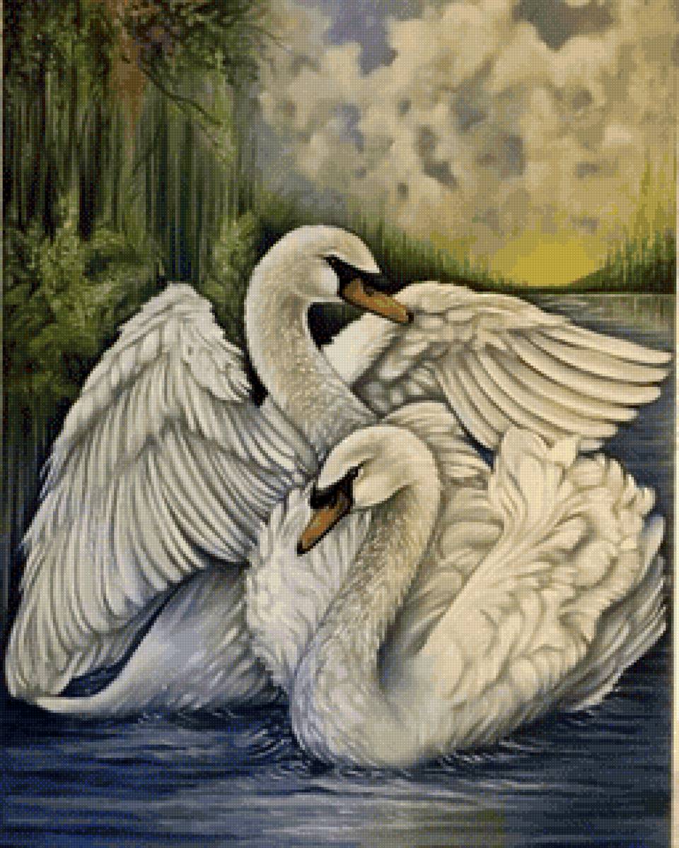 Лебеди - лебеди, птицы - предпросмотр