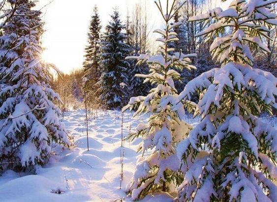 Зима - пейзаж, снег, зима - оригинал