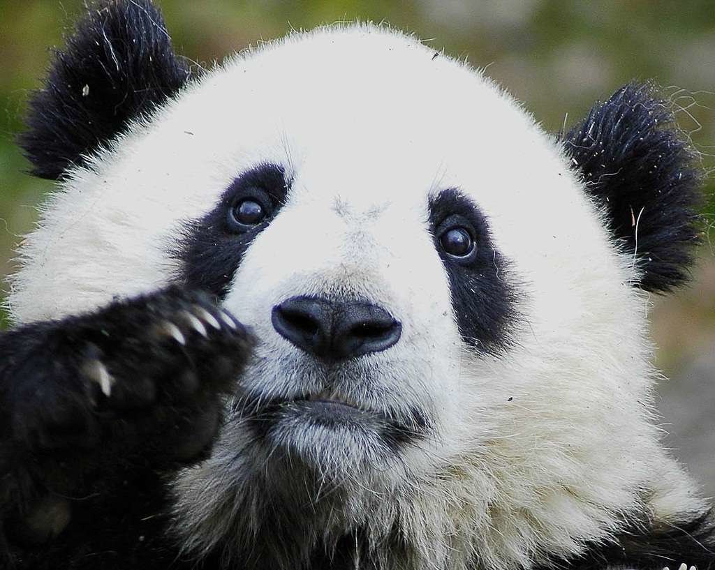 Панда - оригинал