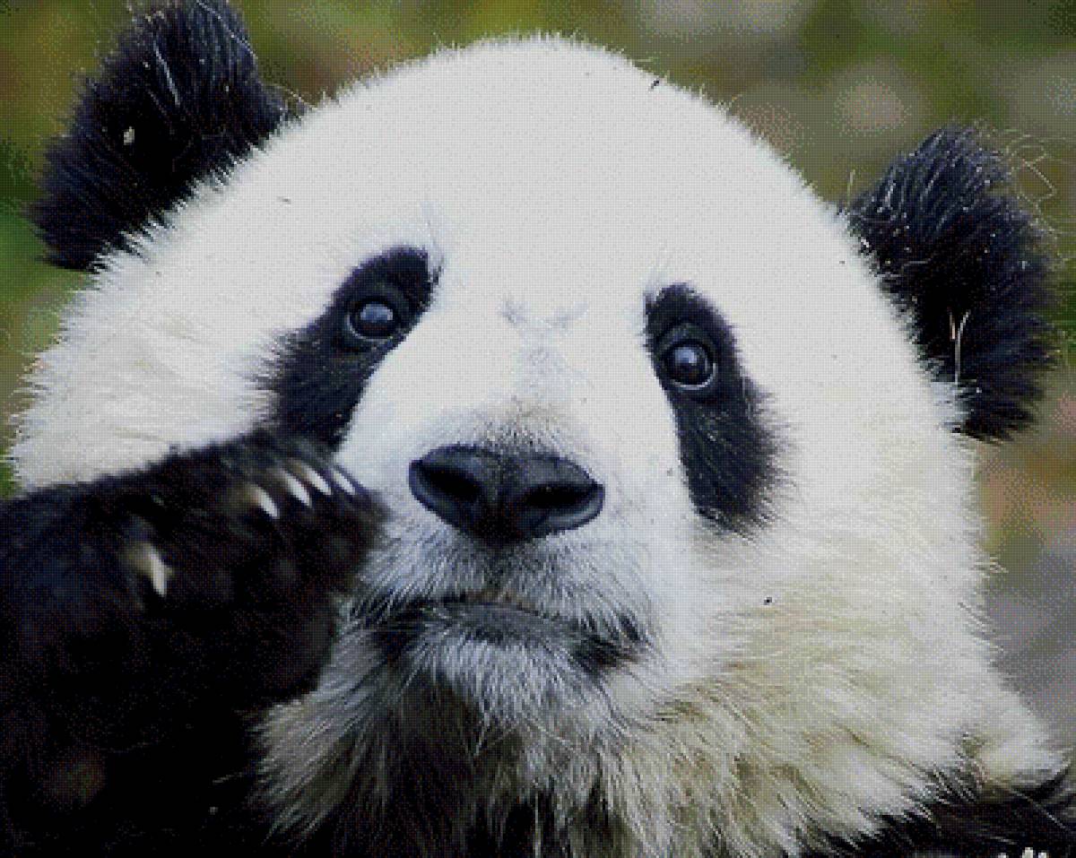 Панда - предпросмотр