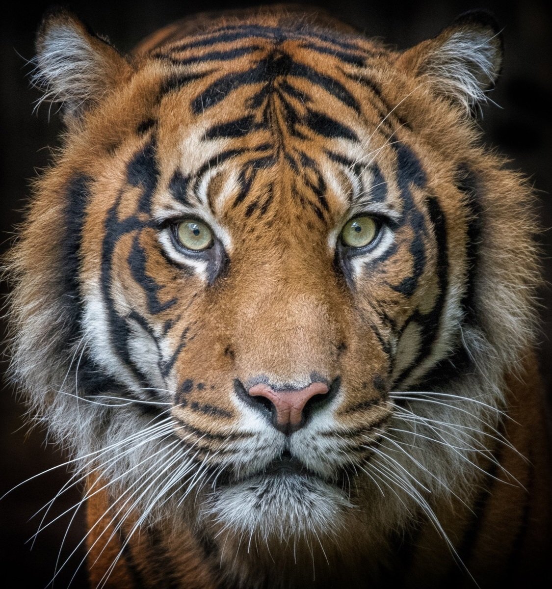 Тигр - оригинал