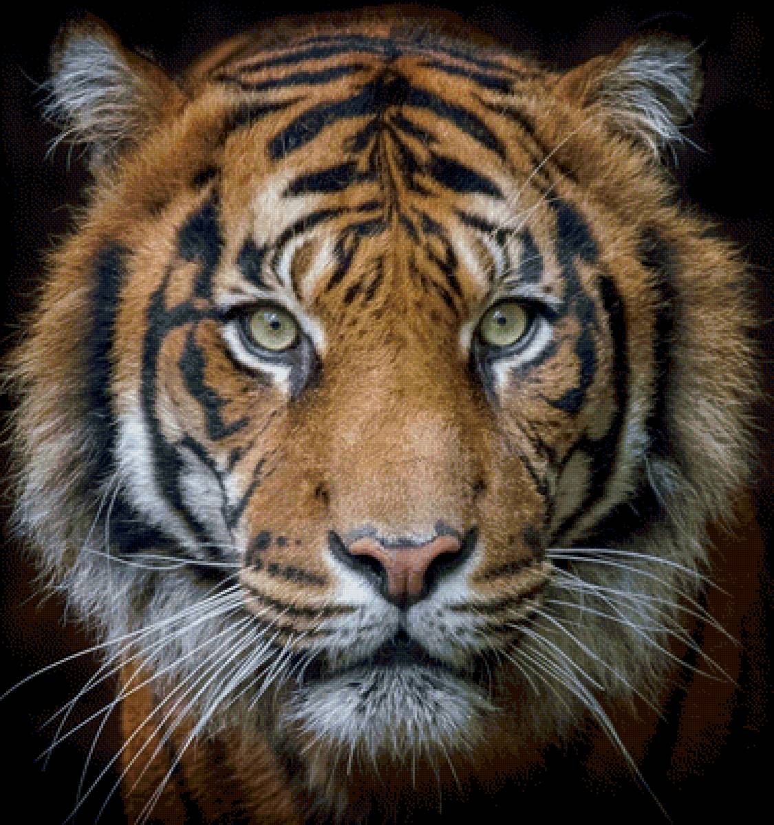 Тигр - предпросмотр