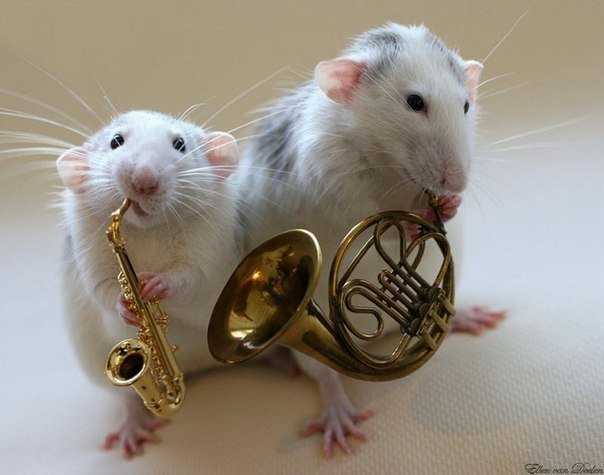 Мышиный концерт - труба, мыши, саксафон, музыка - оригинал