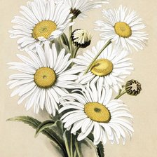 Схема вышивки «Ромашки»