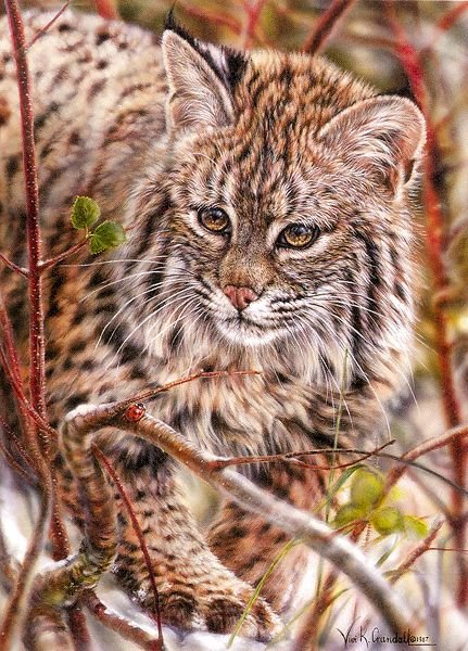 На охоте - дикие животные - оригинал