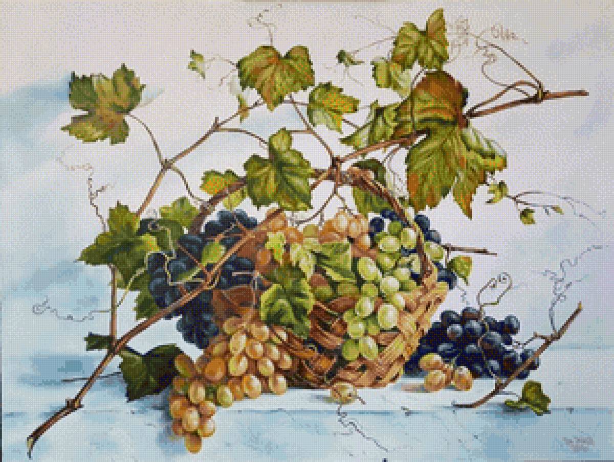 Виноград - виноград, ягоды - предпросмотр