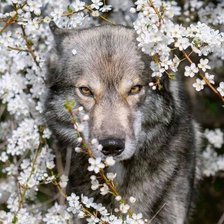 Схема вышивки «Волк»