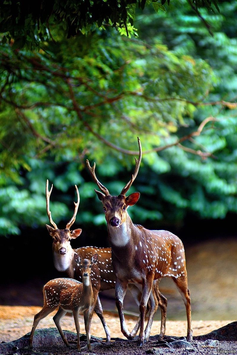 Лесная прогулка - пейзаж, животные - оригинал