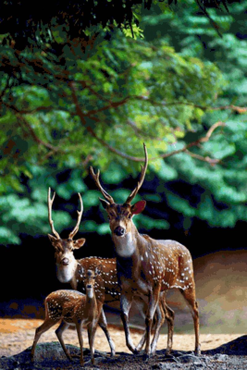 Лесная прогулка - животные, пейзаж - предпросмотр