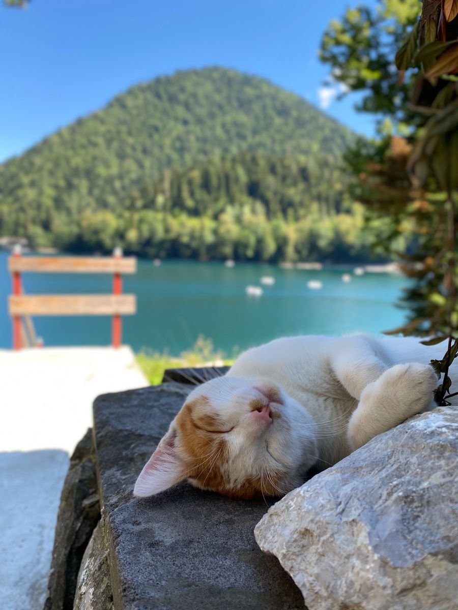 Котик и Абхазия - оригинал