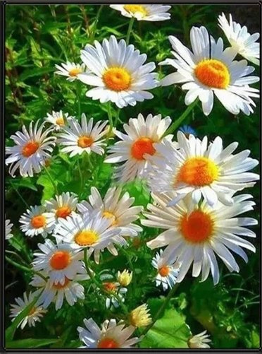 Ромашки - цветы, лето, ромашки - оригинал