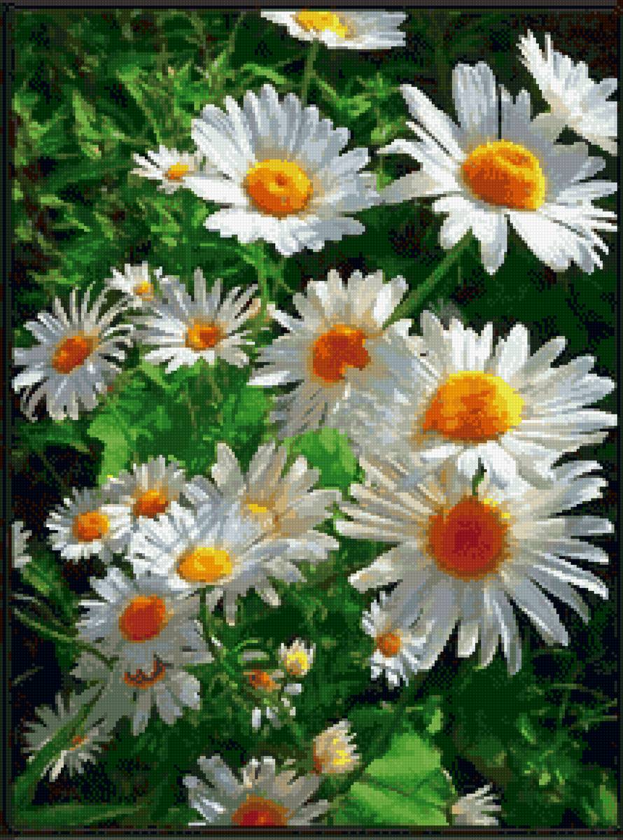 Ромашки - ромашки, цветы, лето - предпросмотр