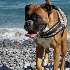 Схема вышивки «Boxer»