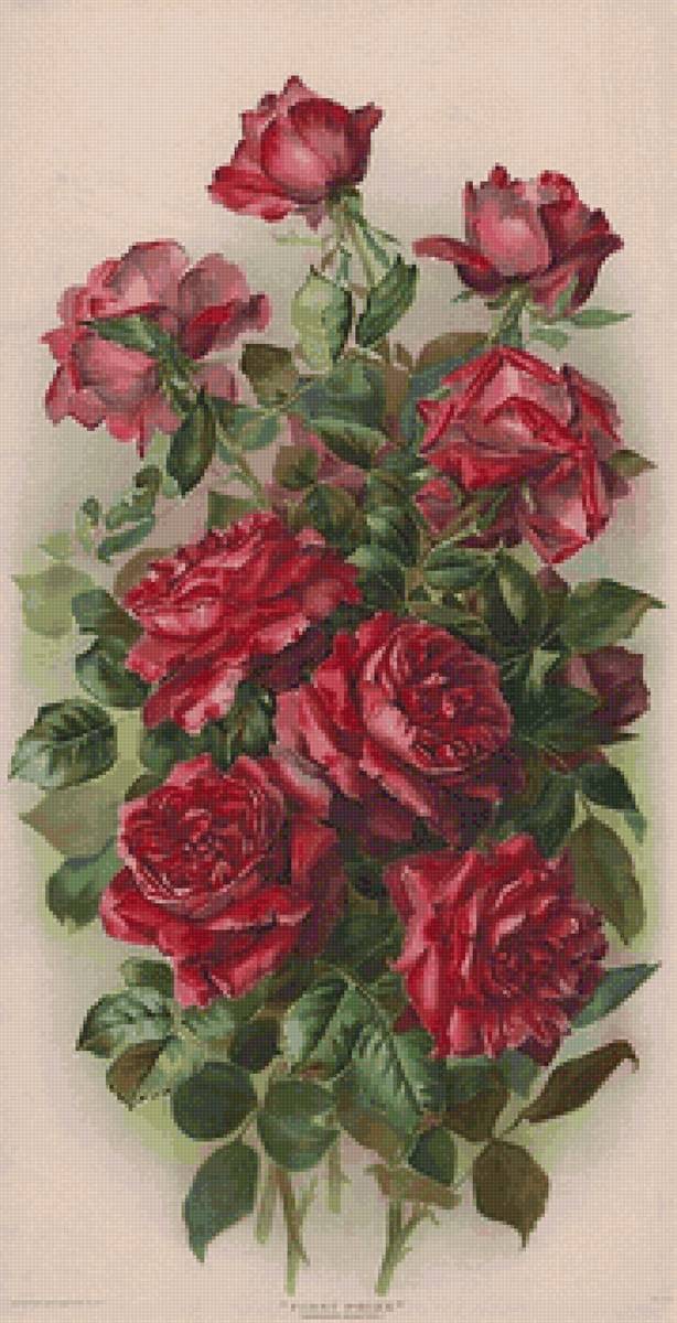 Розы - розы, цветы, живопись - предпросмотр