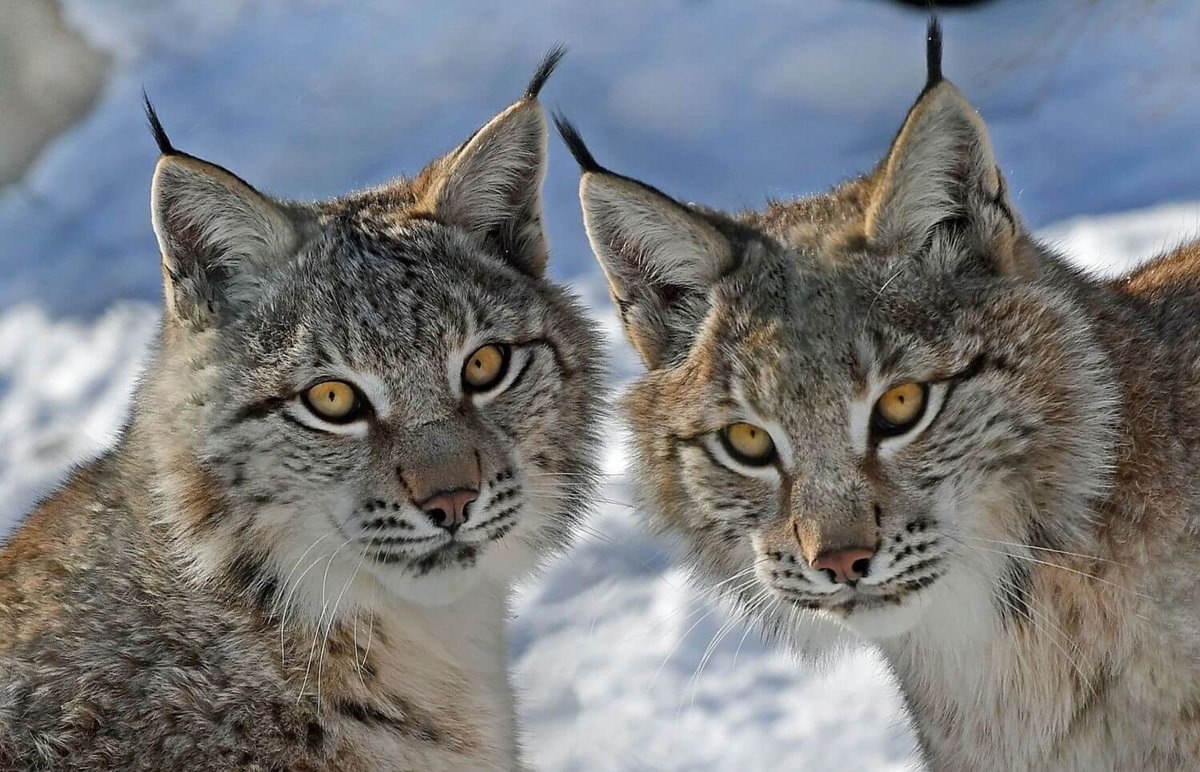 рысь - животные, кошки - оригинал