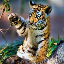 Схема вышивки «№2600249»