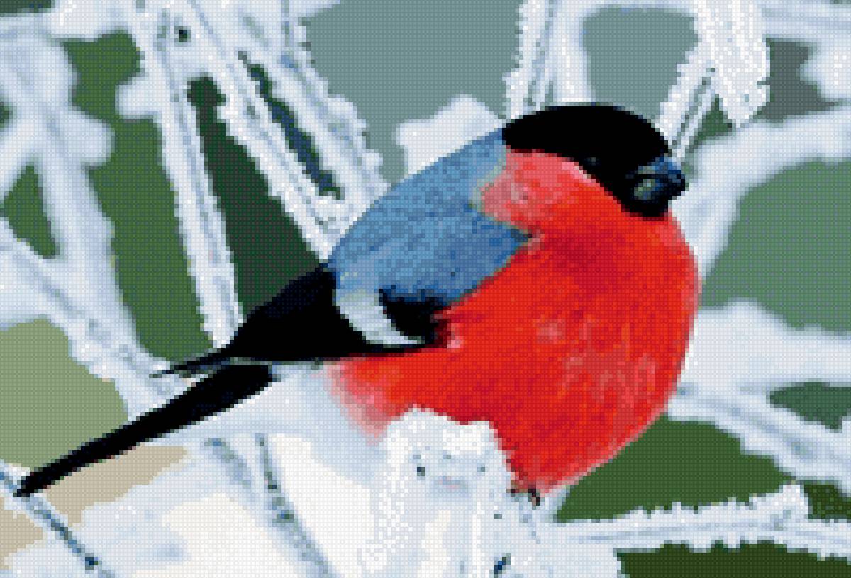 Снегирь - птица, снегирь, зимняя - предпросмотр