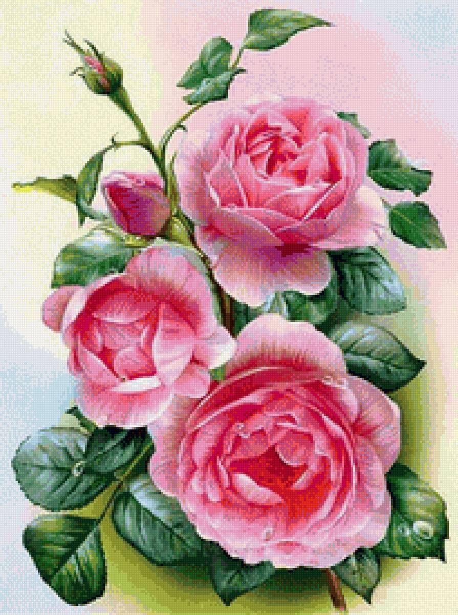 розы - предпросмотр