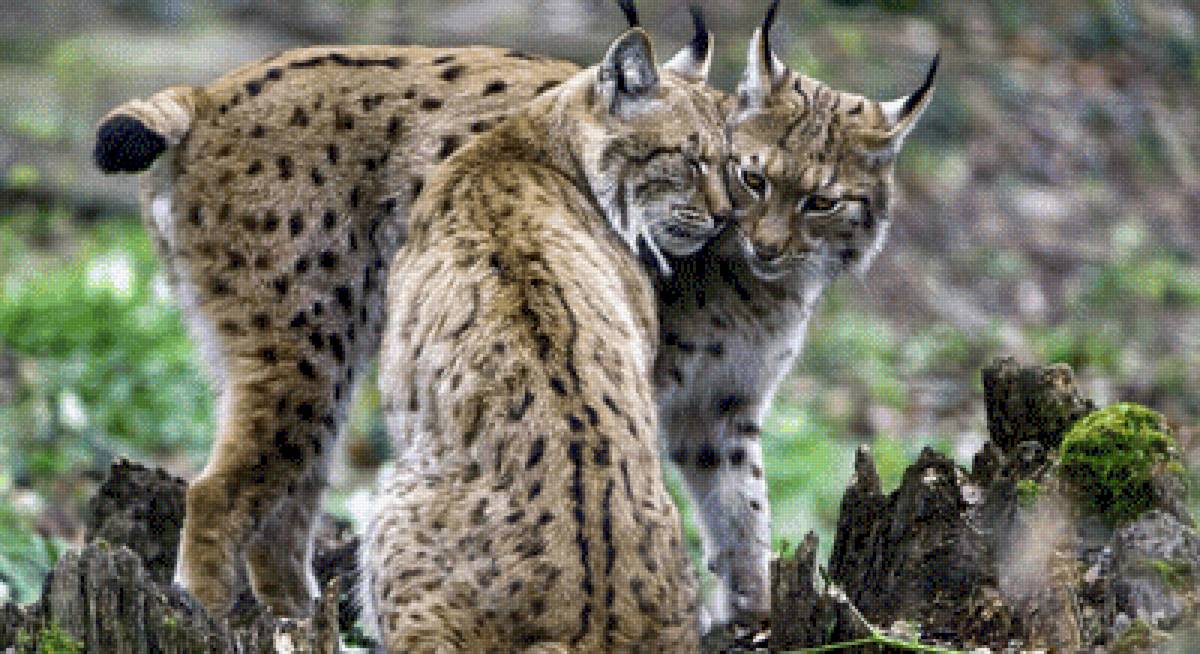 №2600705 - предпросмотр