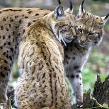 Схема вышивки «№2600705»