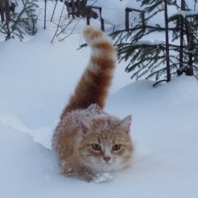 Схема вышивки «Кошка»