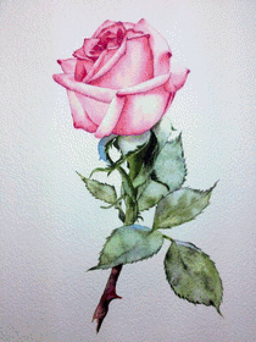 Роза - роза - предпросмотр