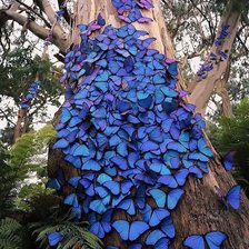 Схема вышивки «Fluturi 2»