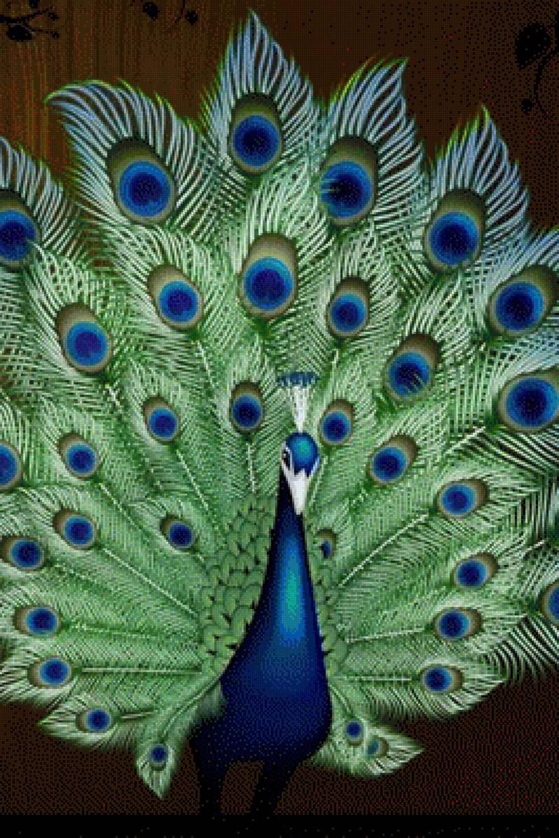 Pavo Real - предпросмотр