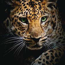 Схема вышивки «Ягуар»