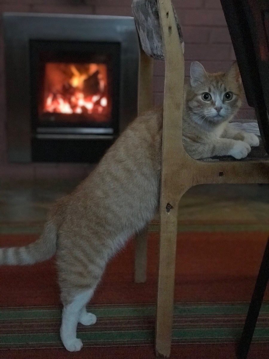 Кошка Ресси - кошка, камин, огонь - оригинал