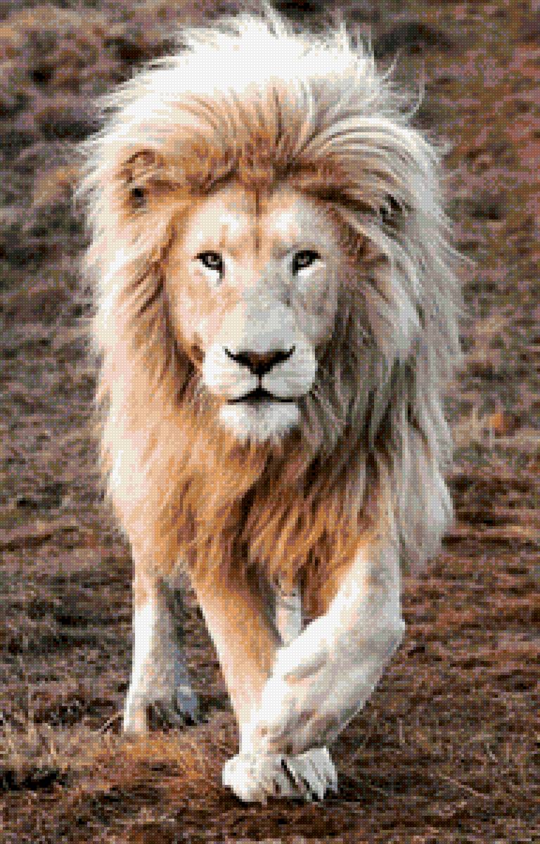 Белый лев - животные, лев - предпросмотр