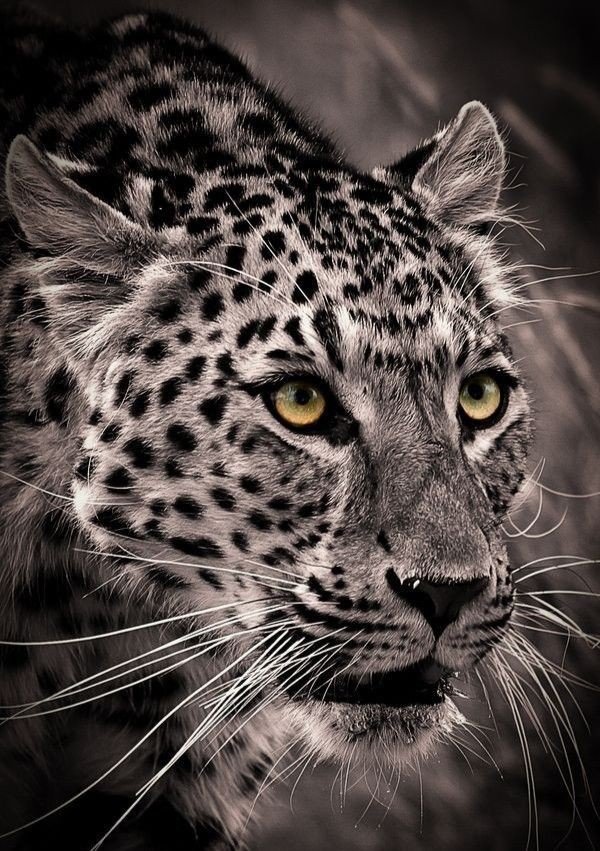 Леопард - дикие животные - оригинал