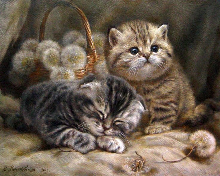 Котики - кот - оригинал