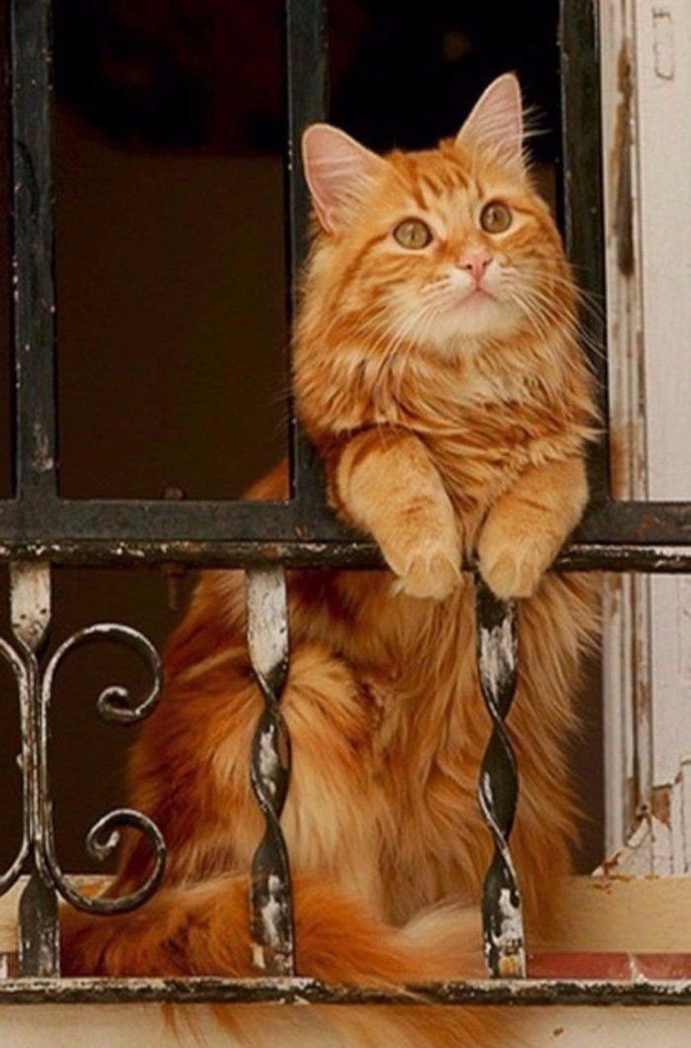 Рыжик - кот 🐱 - оригинал