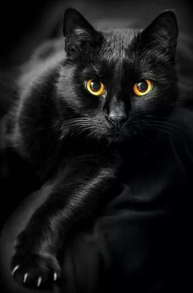 Черная красавица - магия, кот, кошка - оригинал