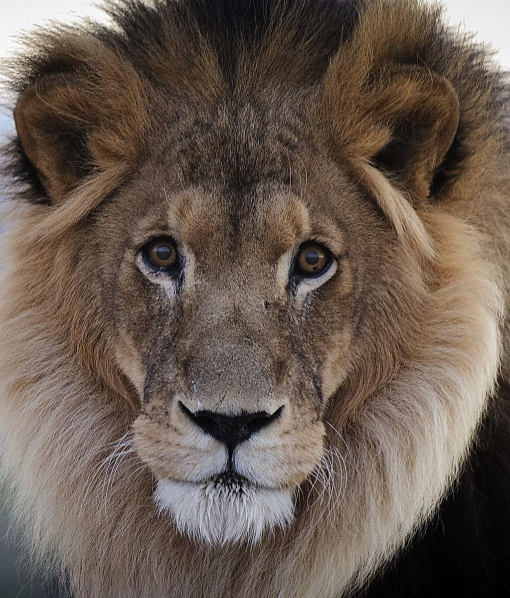 Лев - оригинал