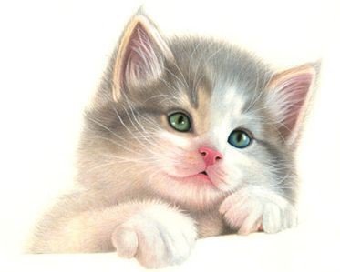 ,, солнышко,, - кот 🐱 - оригинал