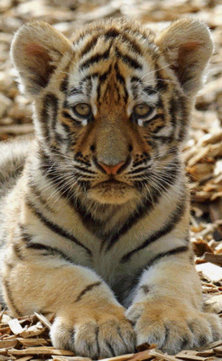 Тигрёнок - предпросмотр