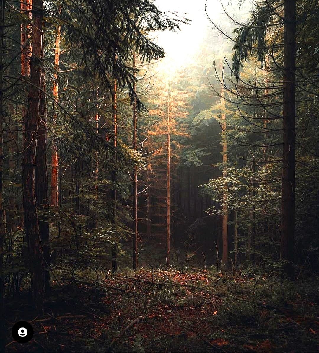 №2604026 - оригинал