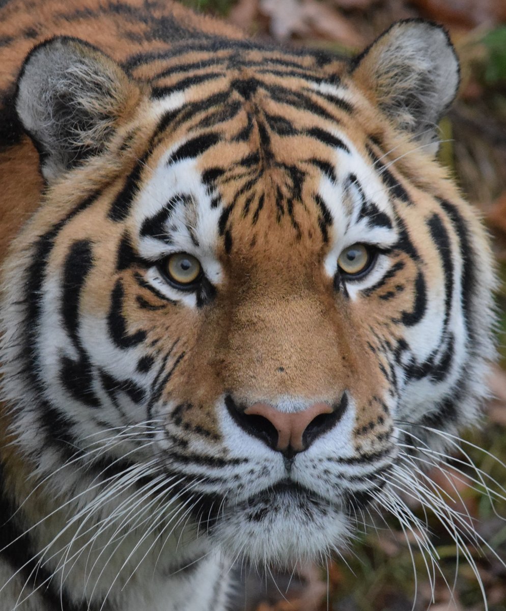 Тигр - оригинал