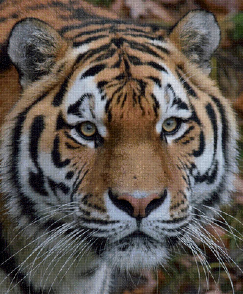 Тигр - предпросмотр