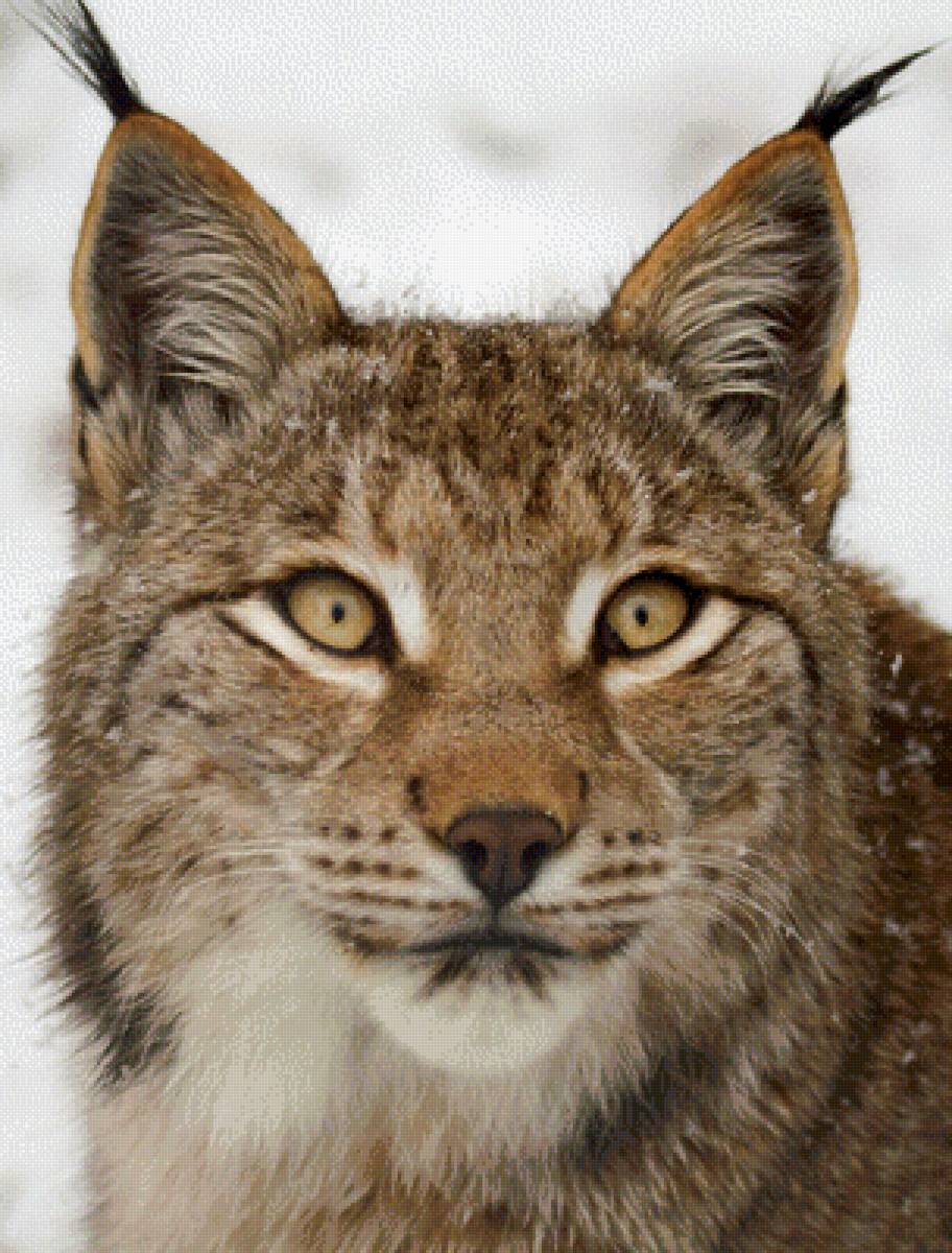 Рысь - предпросмотр