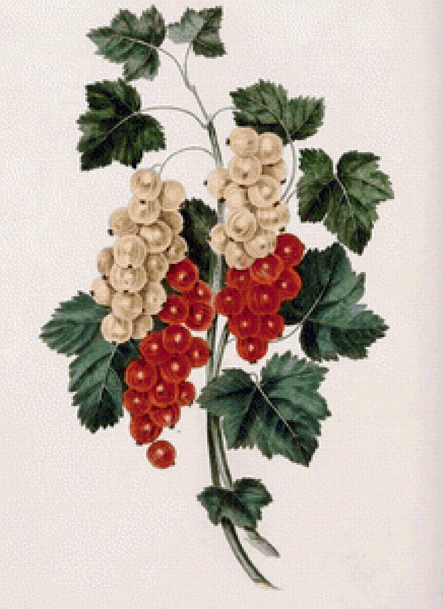 Смородина - смородина, ягоды, лето - предпросмотр