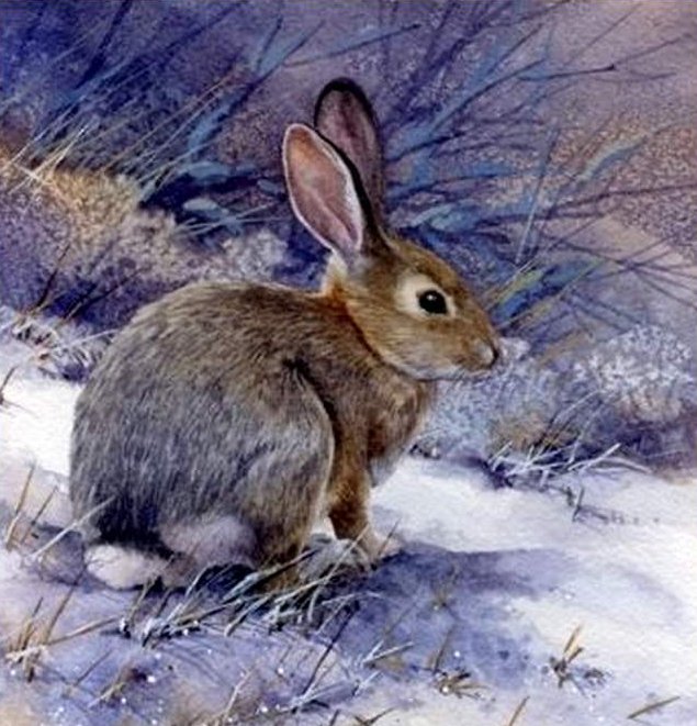 Заяц в лесу - заяц, природа, животные - оригинал