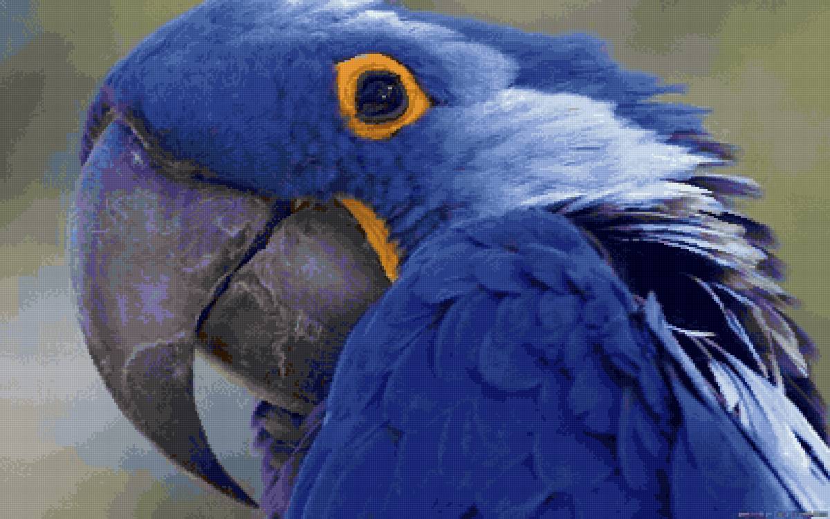 ара - попугай - предпросмотр