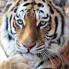 Схема вышивки «№2604566»